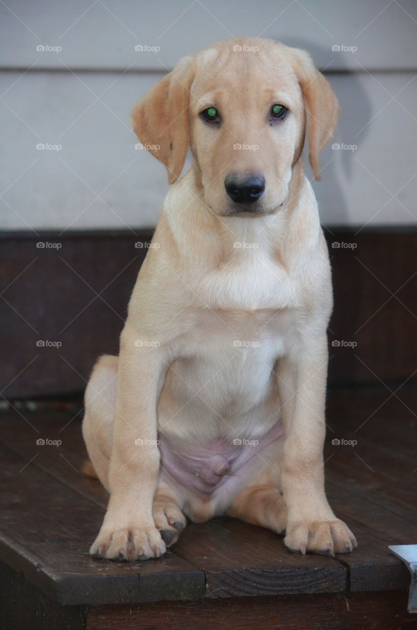 Beautiful yellow Labrador Retriever