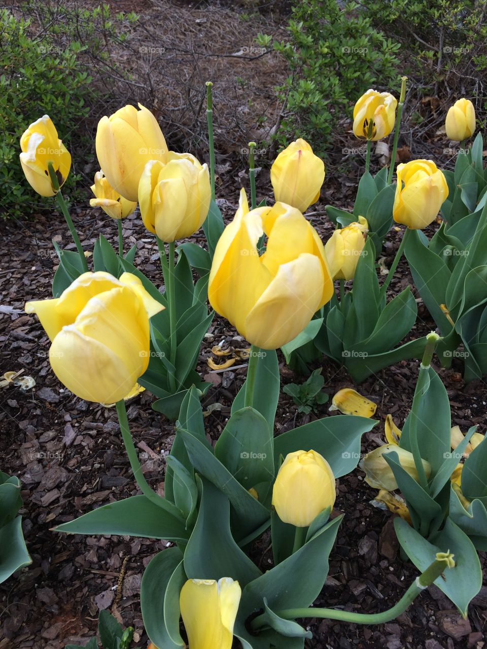 Yellow tulips in the spring 