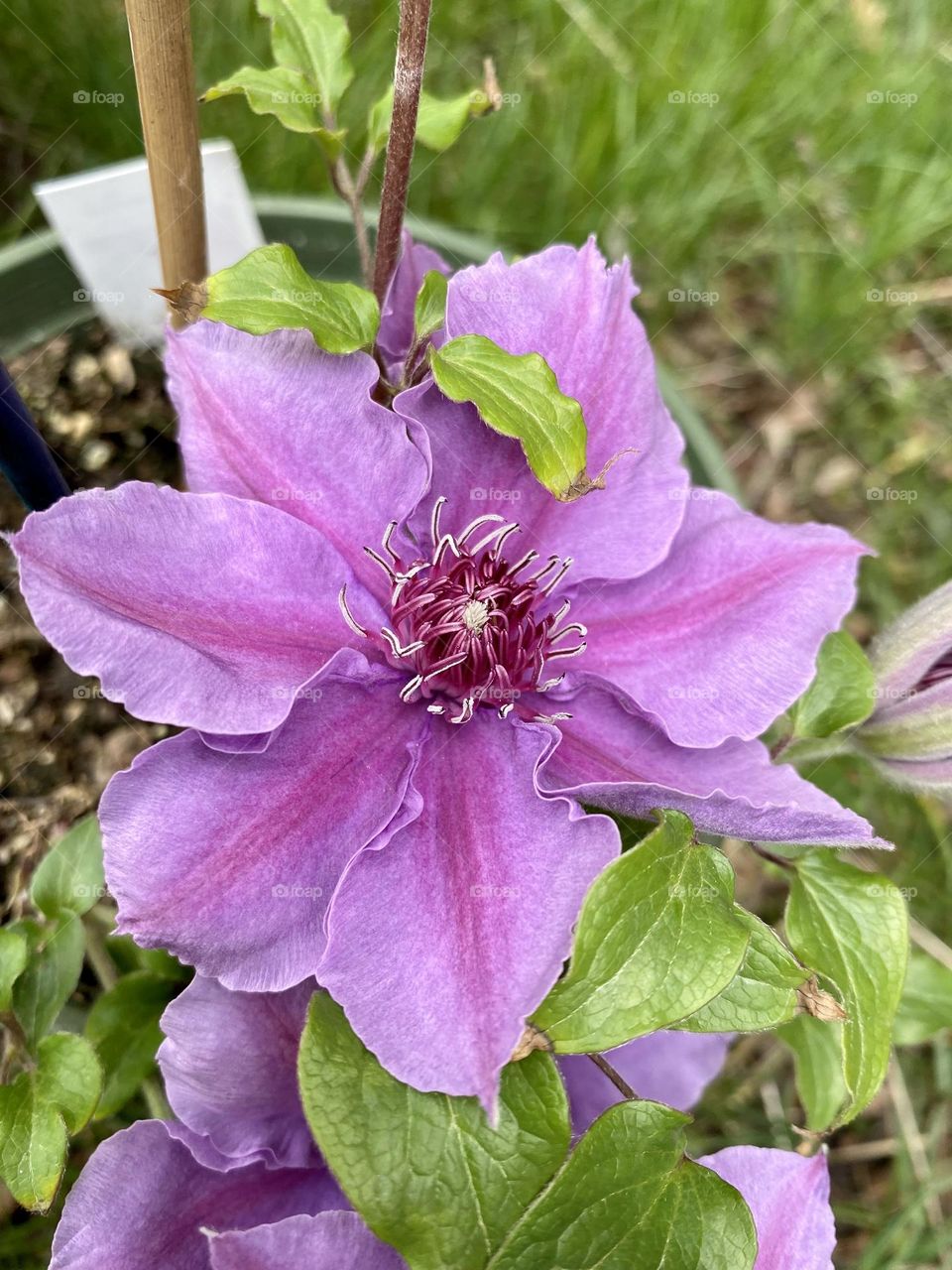 Pink clematis blossom 