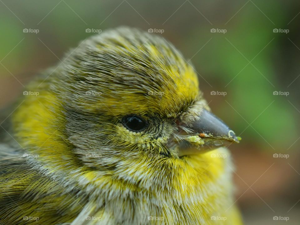 portrait bird