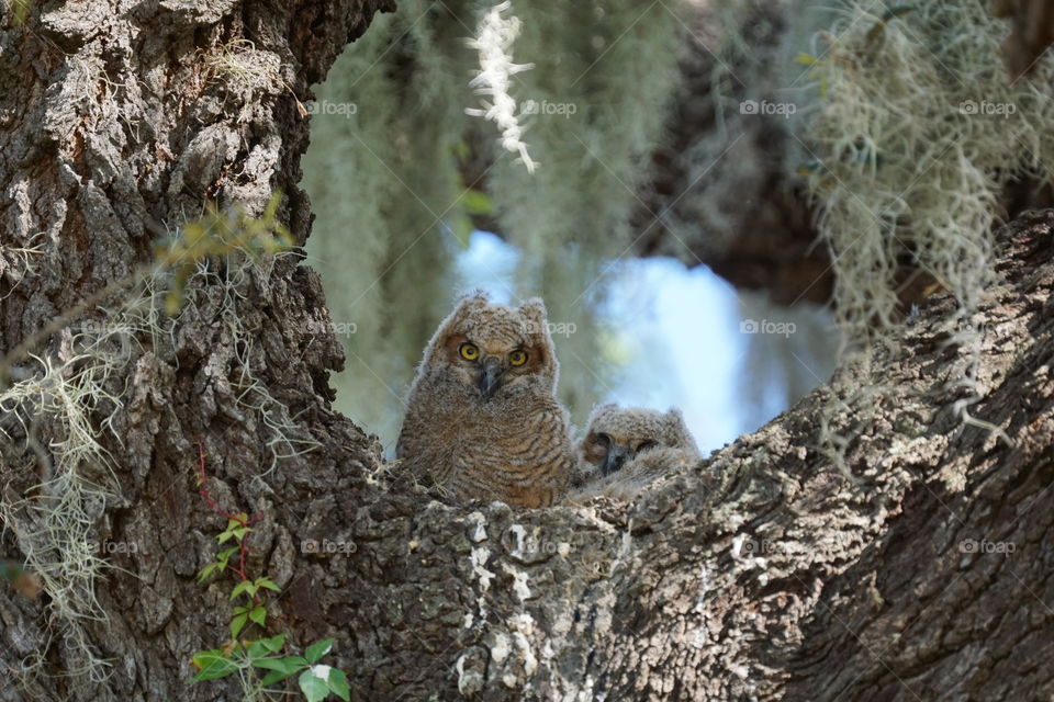 Two young owls