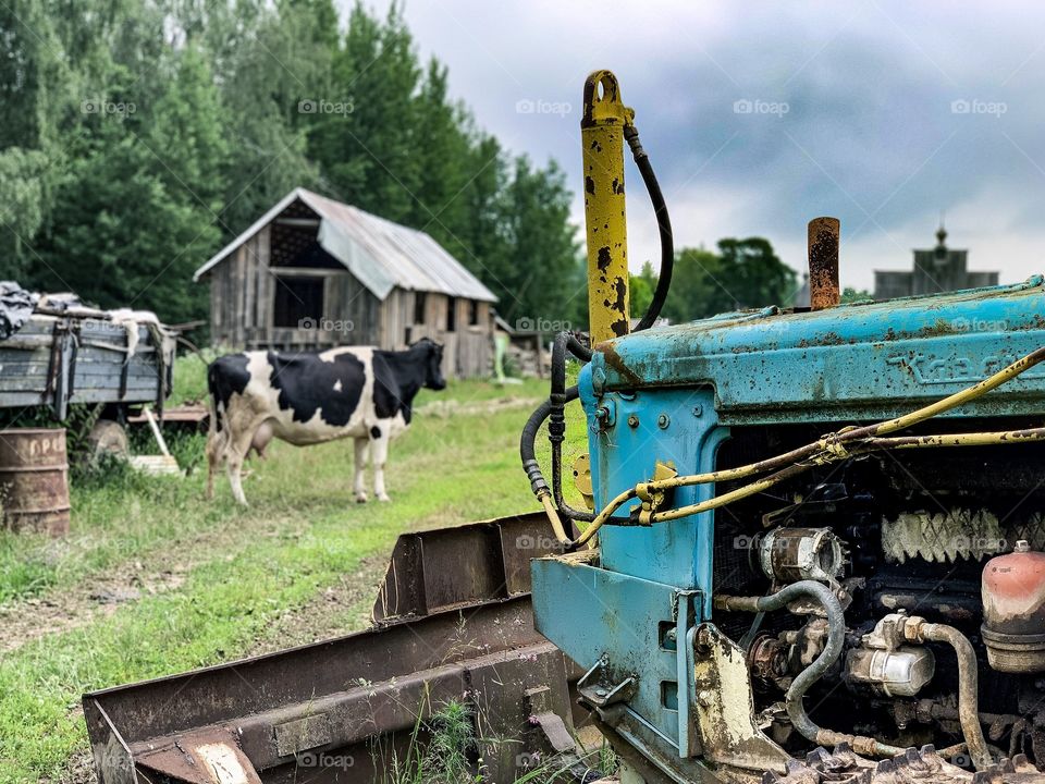 Abandoned village. Cow. Rusty tractor