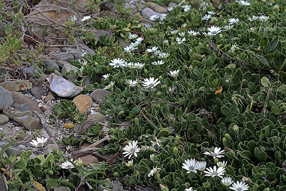 ocean Flowers