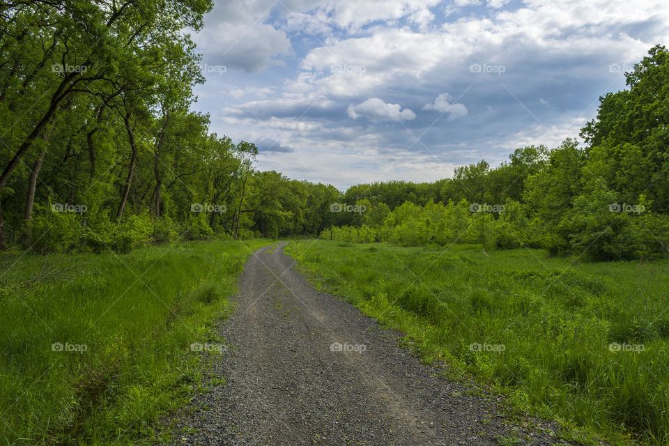 Forest road on a cloudy day