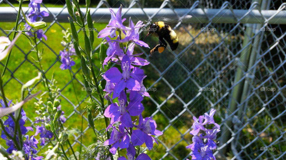 Bumblebee approaching flower