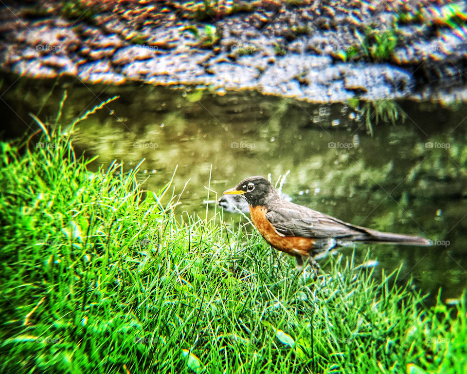 Robin in Central Park. Near the water and green grass during summer.