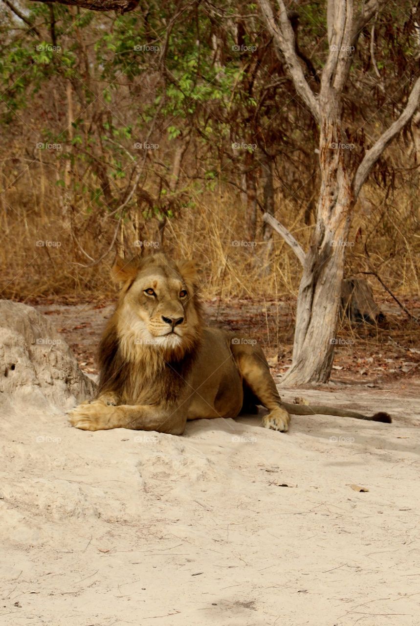 Resting lion 