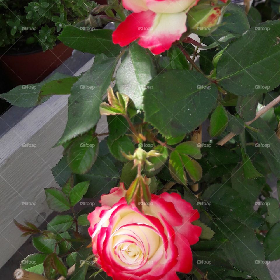 Rosas