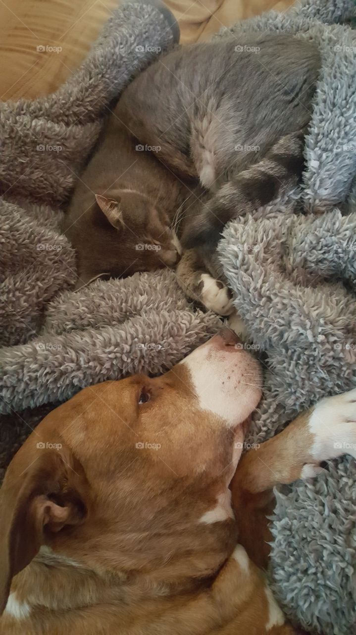 Dog and cat sleeping close
