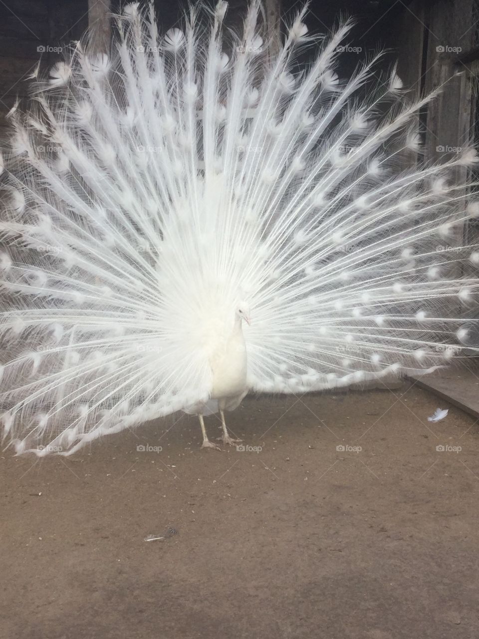 Я Peacock