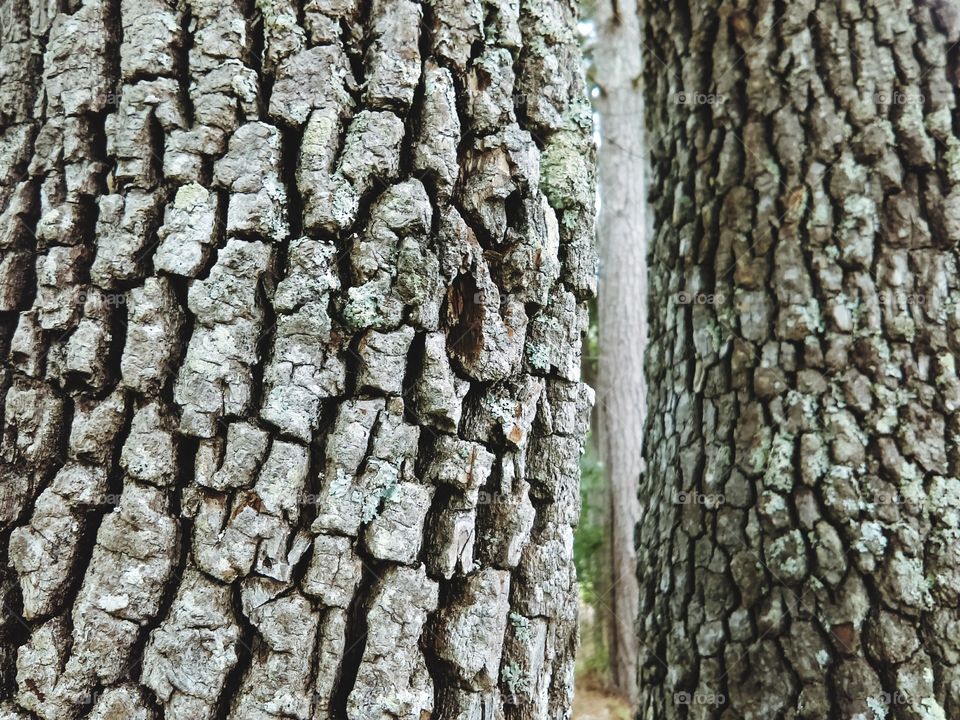 Trees and bark