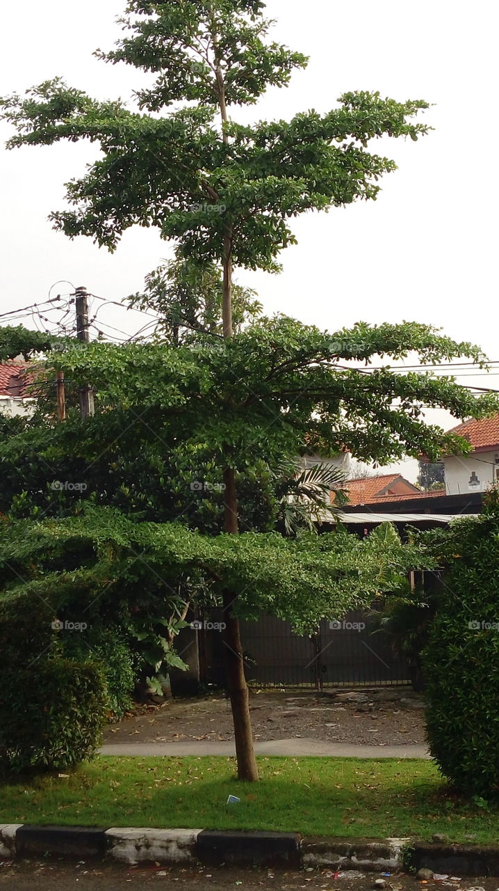 The umbrela tree
