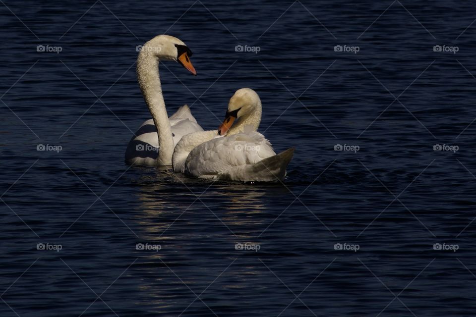 Two swan's at lake
