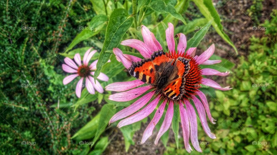 butterfly. flower
