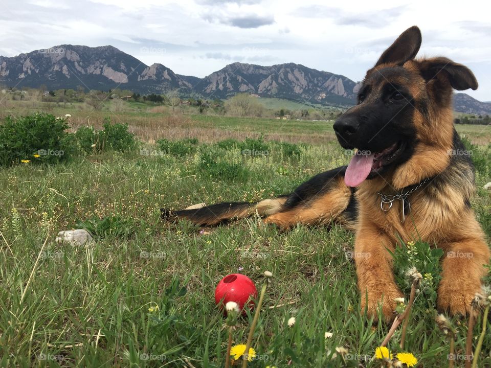 A German Shepherd puppy sitting with his ball in front of the gorgeous Flatirons in the background. 