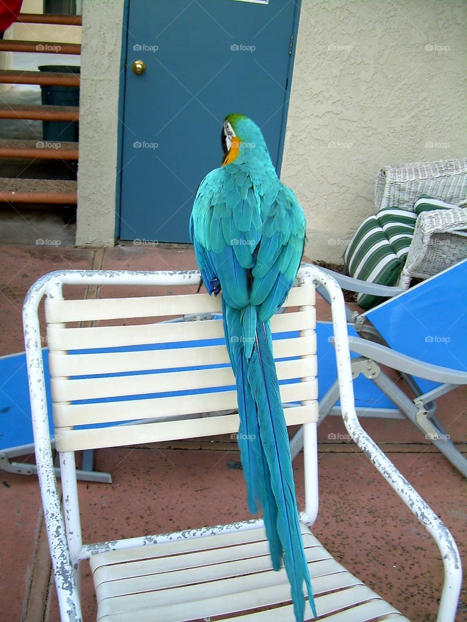 Colorful macaw