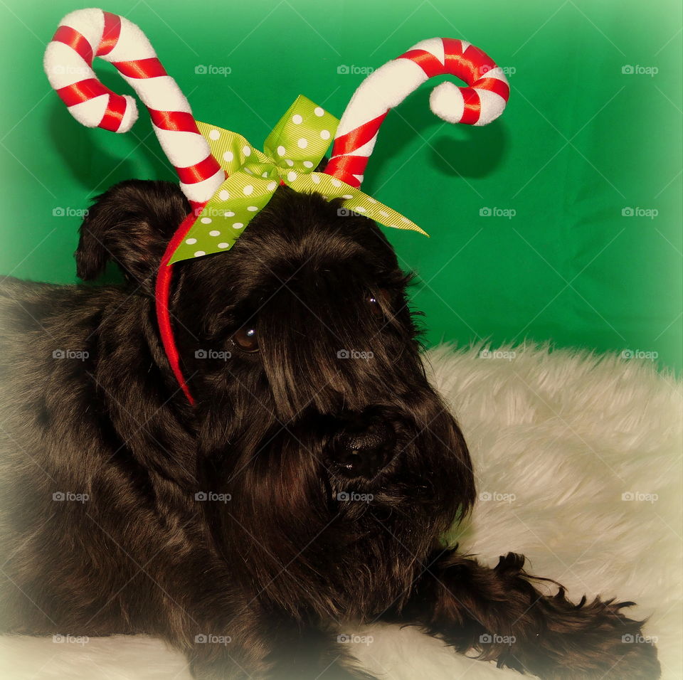 Christmas 🌲 with my little darling 💗