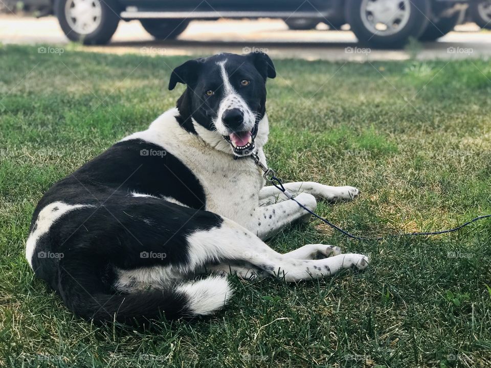 Oreo’s smile for the day 