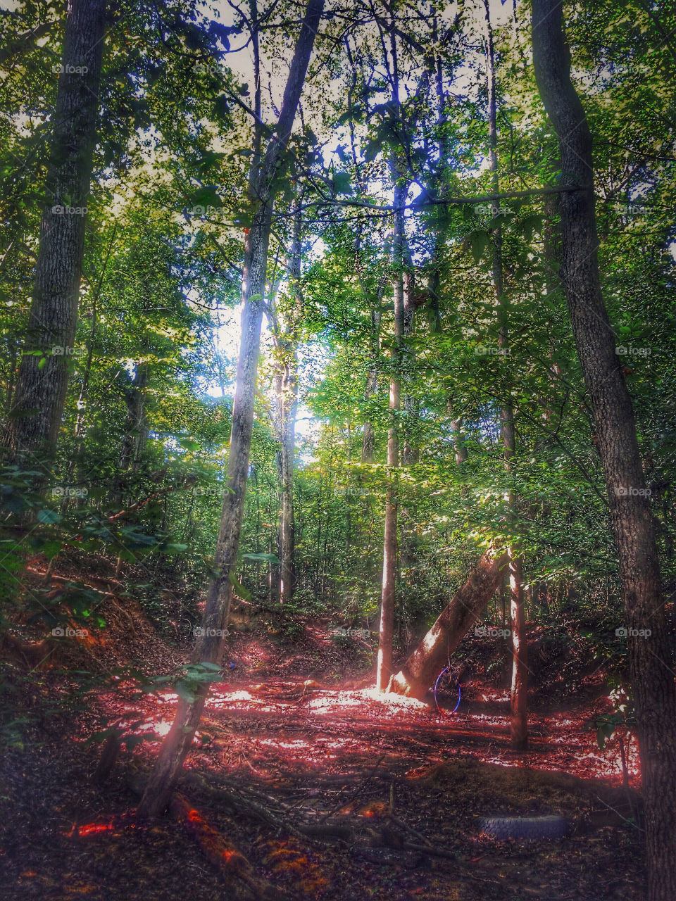 Red sunlight in green forest