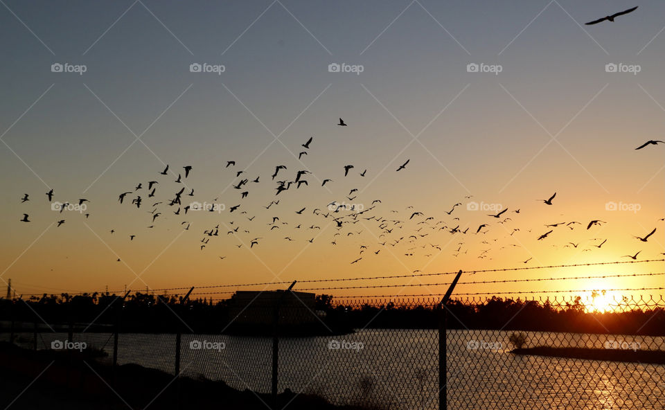Flock of seagulls during sunset  