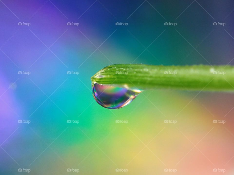 water droplet on plants