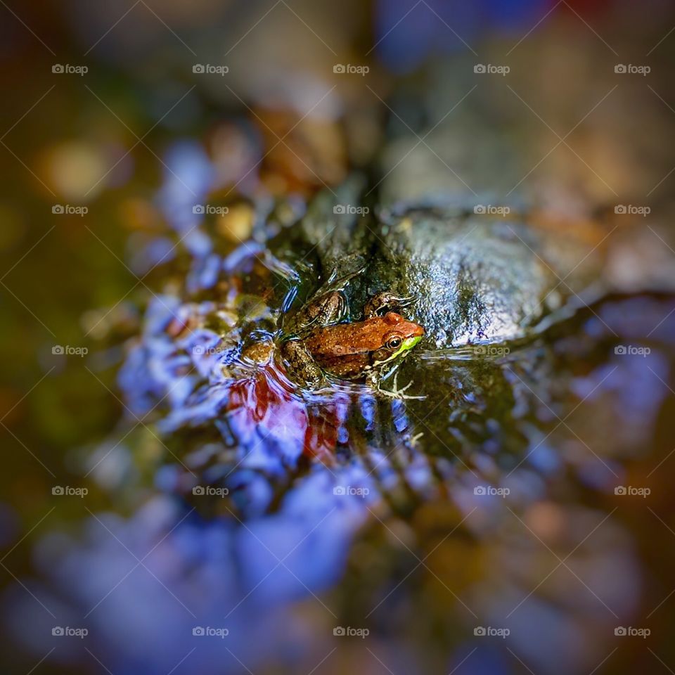 A tiny frog on a rock. A tiny frog sitting still on a rock in a low stream bed. 