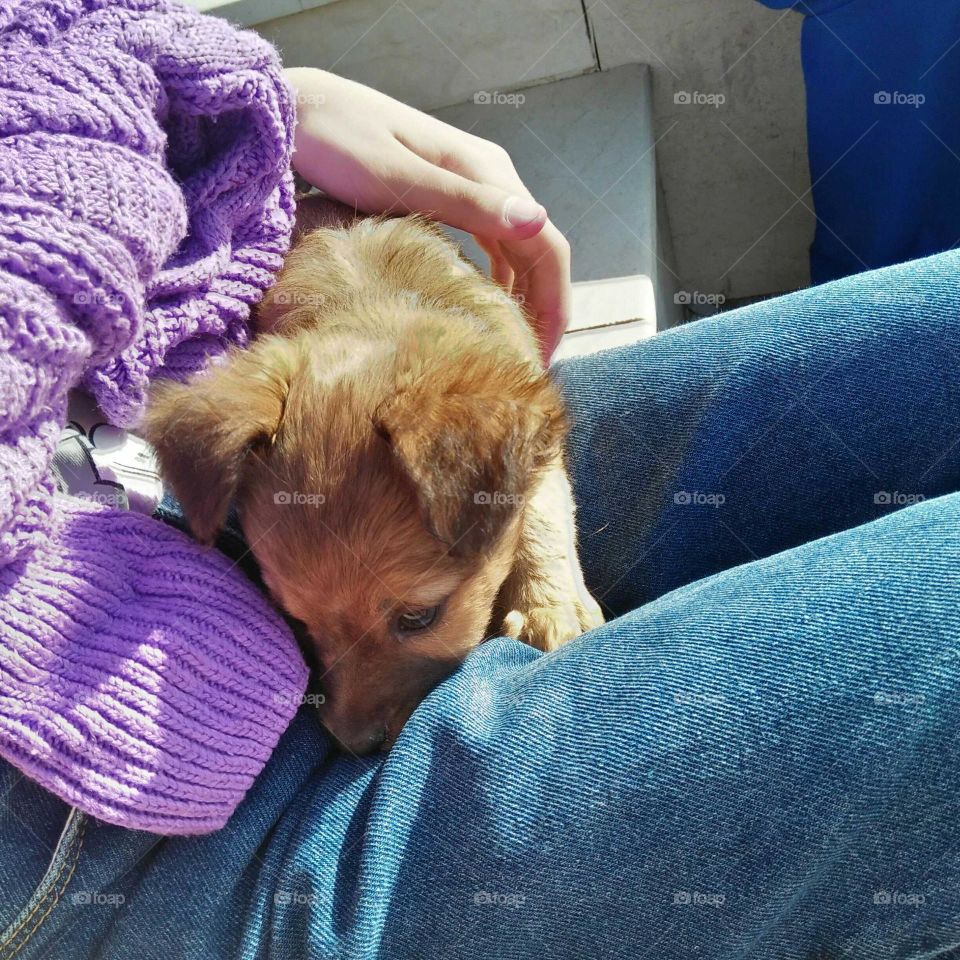  My little girl puts a beautiful puppy in her lap and caresses him with her hands.