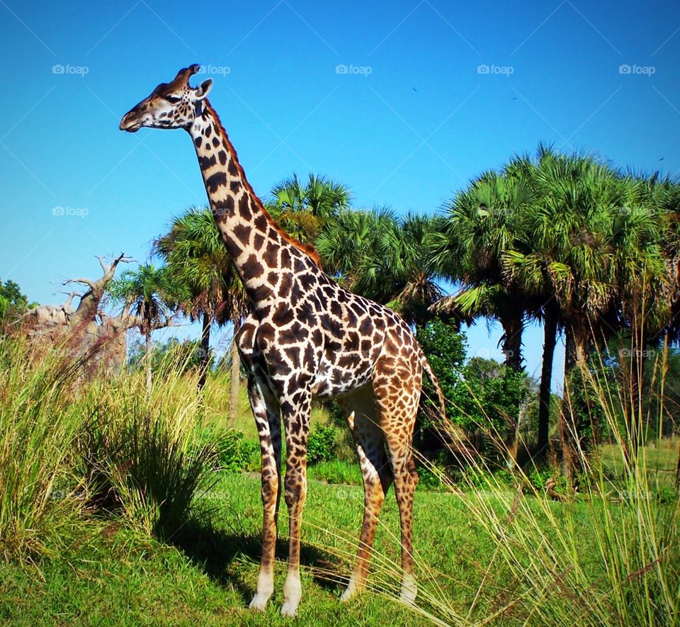 Giraffe, San Diego Zoo