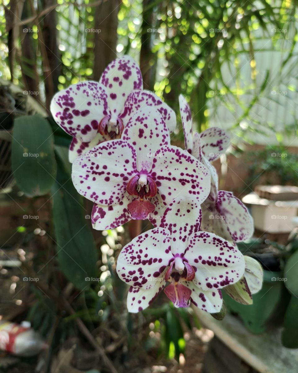 three times orchid
