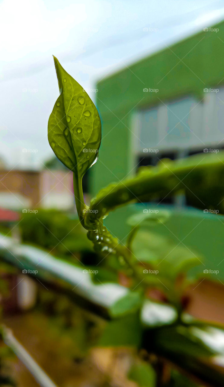 fresh smell after the rain greenery all around just so peaceful . little drops on the leafs pure form of water good for plants and us ❣️