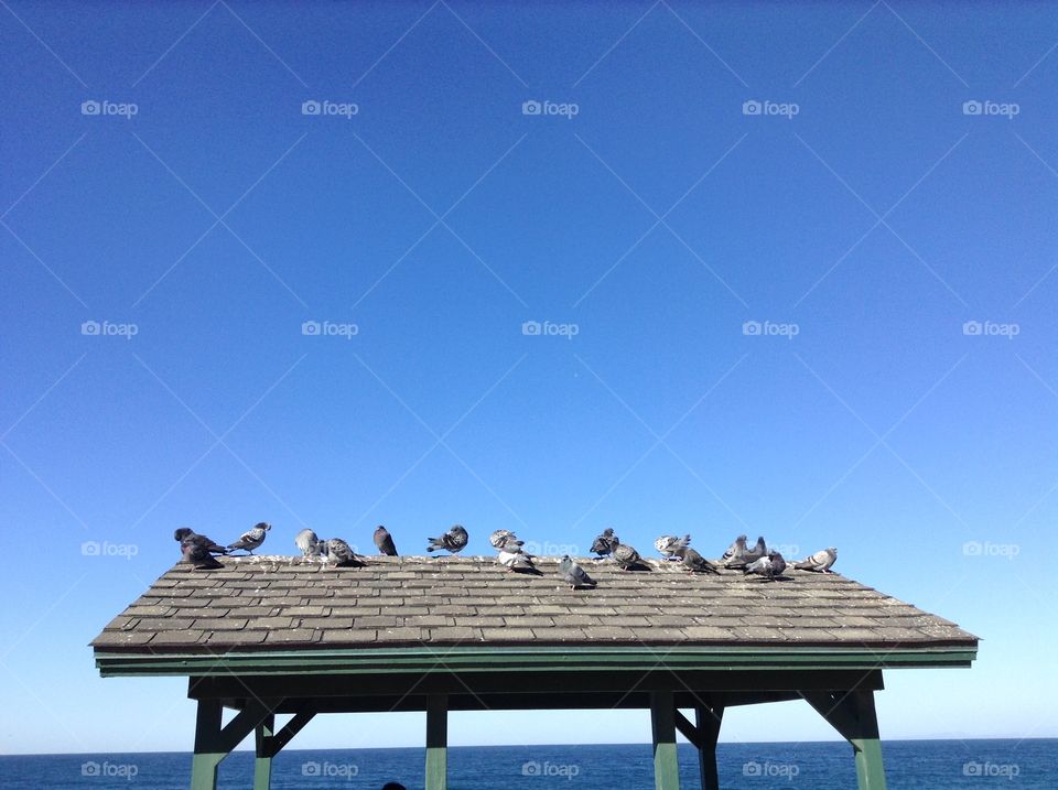 Birds