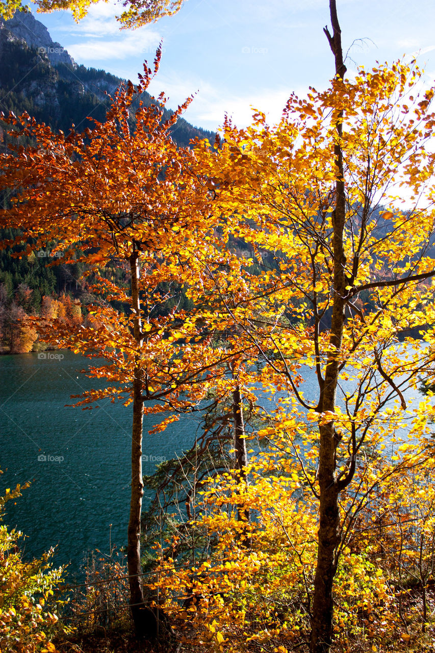 Scenic view of autumn trees and lake