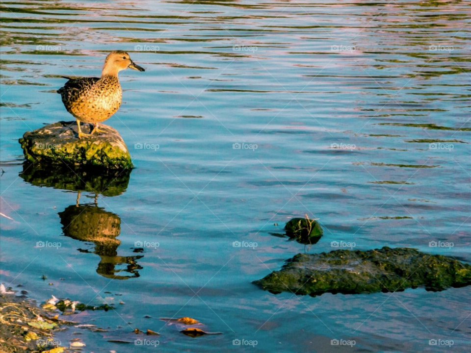 Bird, Water, Lake, Wildlife, Duck