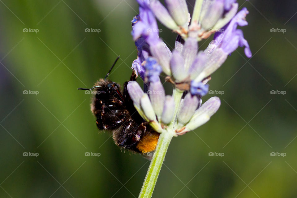 Bumblebee@lavender