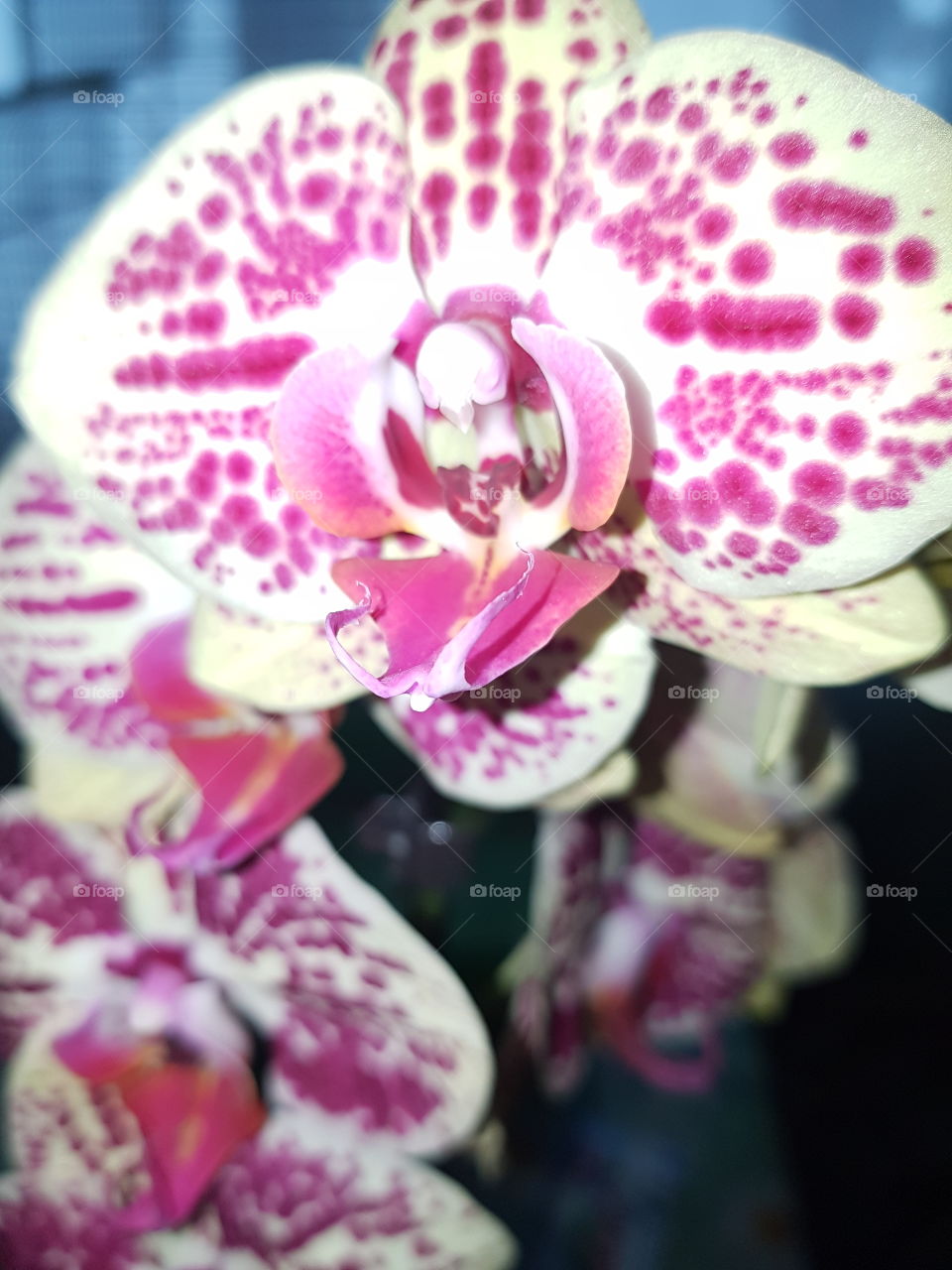 phalaenopsis