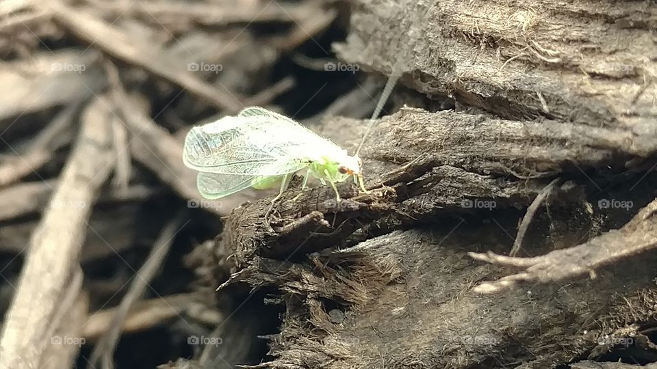 Nature, Wood, Insect, Outdoors, Leaf