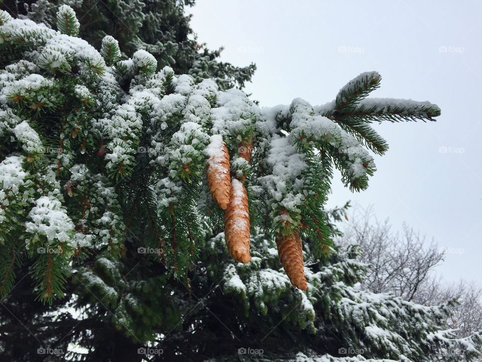 Pinecones covered in snow hanging in the green
 