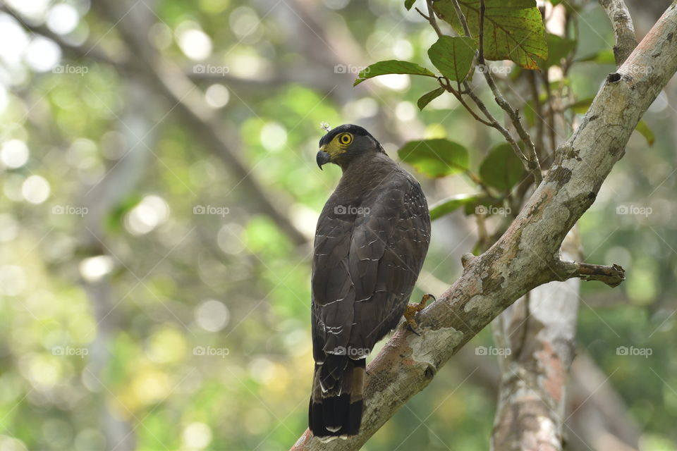 crested serpant eagle on branch