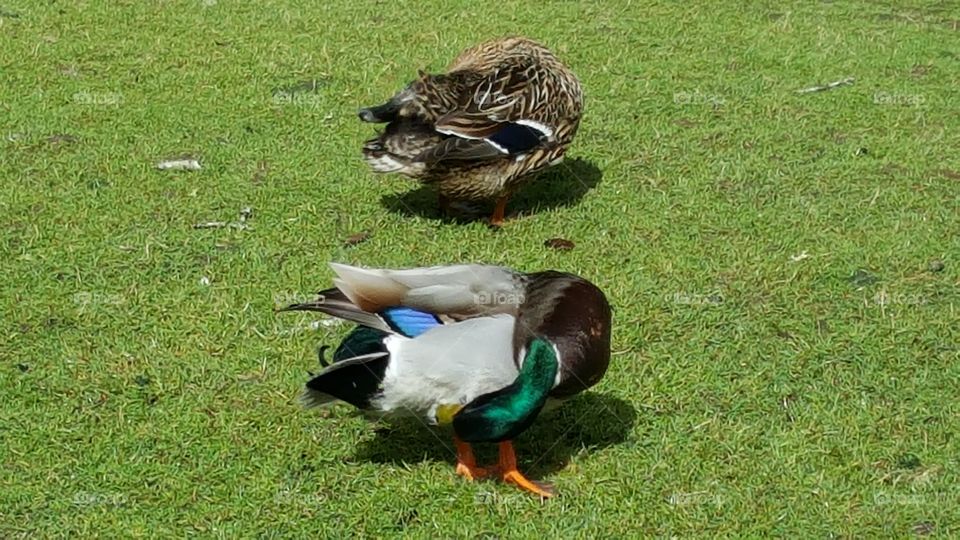 duck cleaning