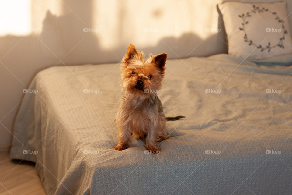 The dog sits on the bed in the sun
