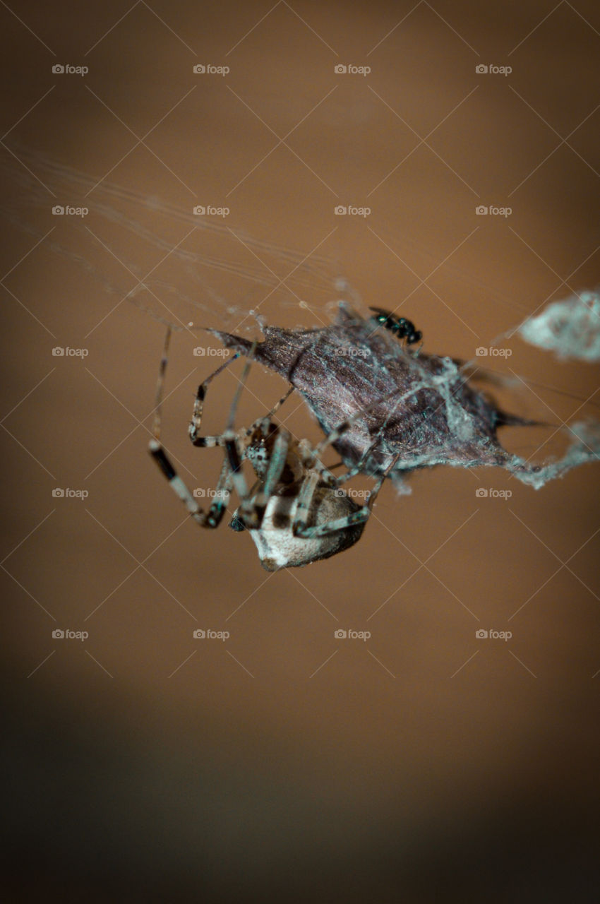 look at this fly caught in the spider web.