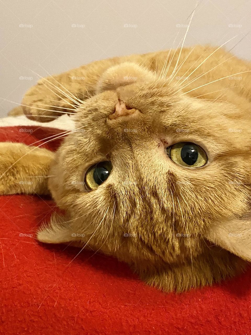 An orange cat laying on a red blanket