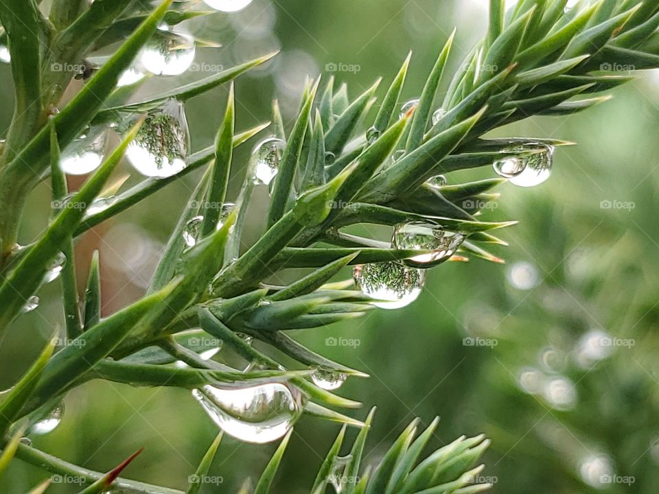 Rain drops on a blue point juniper.