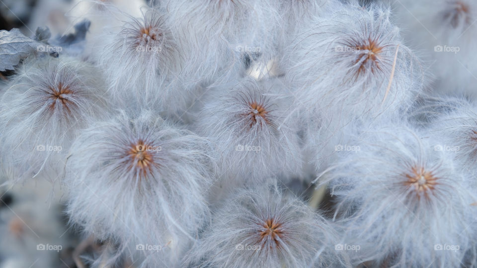 white pompon plant