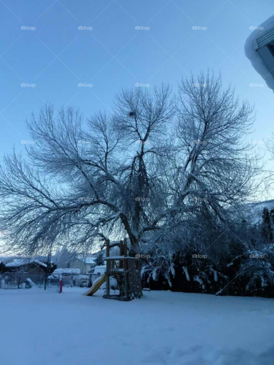 Backyard tree fort in the winter when the grandfather green ashe tree is a skeleton.