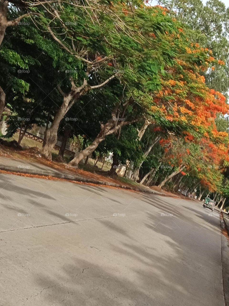 Spring is the season during which the natural world revives, reinvigorates and dormant plants begin to grow and flowering trees bloom.