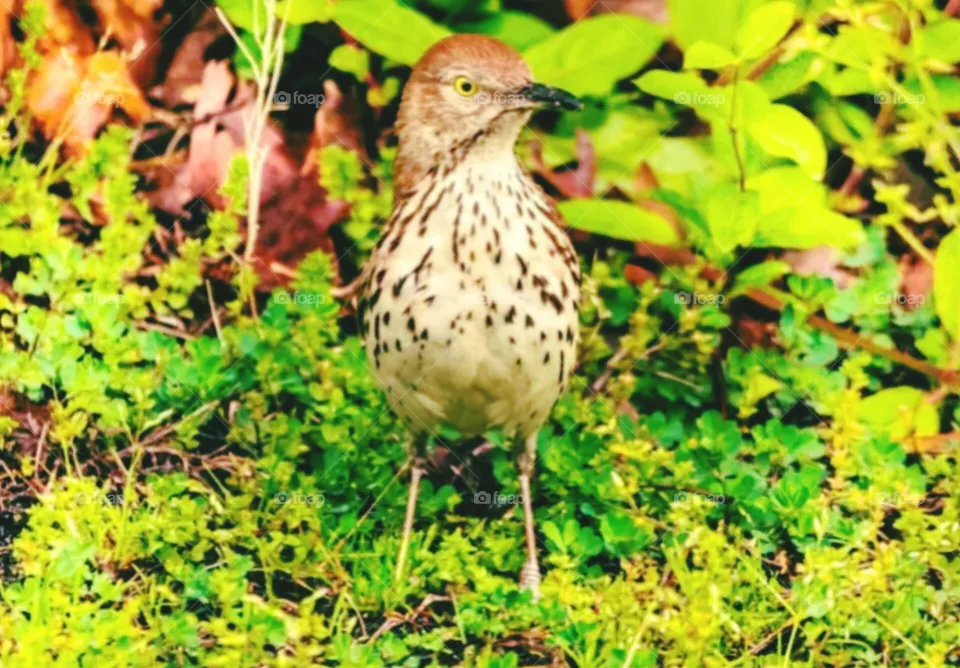 bird