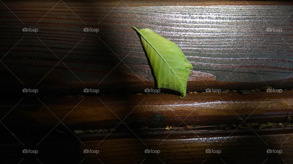 Green leaf on a wooden bench close-up