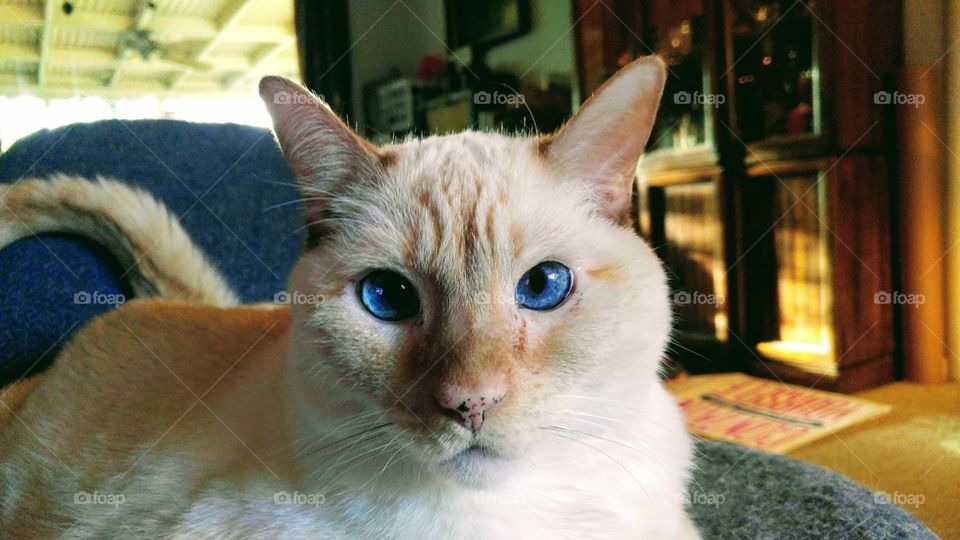 Flamepoint Siamese Cat