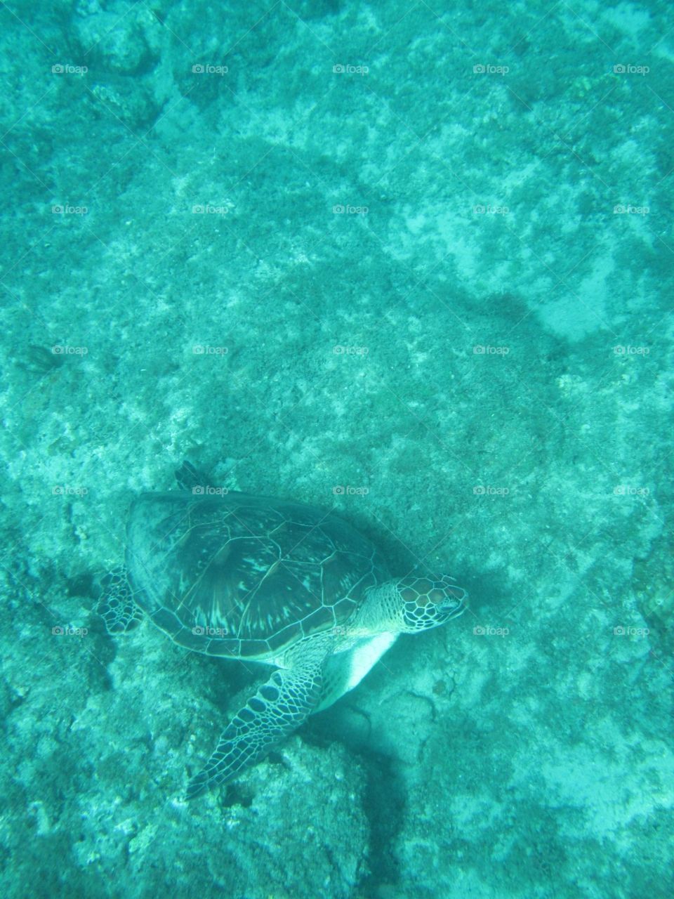 Green sea turtle you would like it